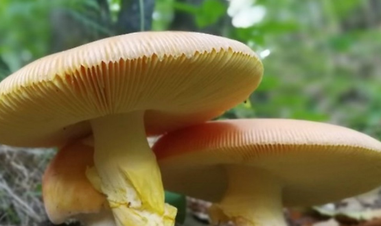 Corso base di introduzione alla micologia