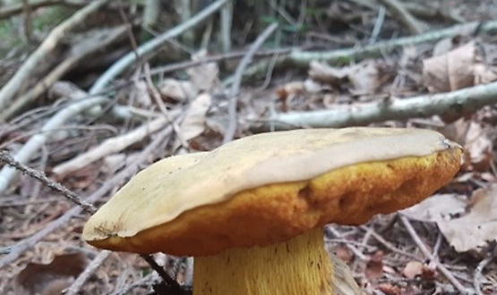 Corso base di introduzione alla micologia