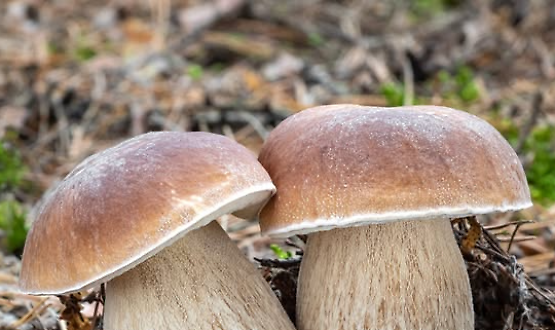 Incontro: La logica segreta dei funghi