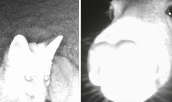 Misteriose presenze al parco del Revellino: sono splendidi animali selvatici