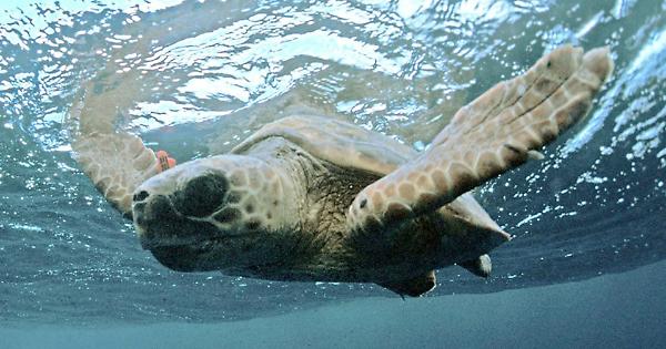 Zoologia Una Caretta Nel Po Il Mistero Della Tartaruga Marina La Provincia