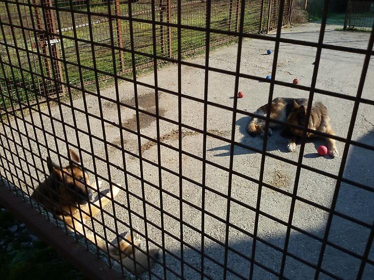 spino d'adda cani massacrati