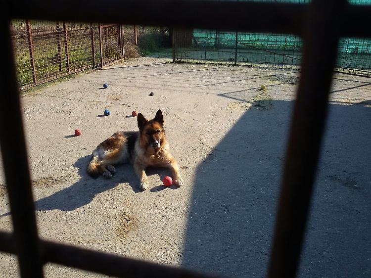 spino d'adda cani massacrati