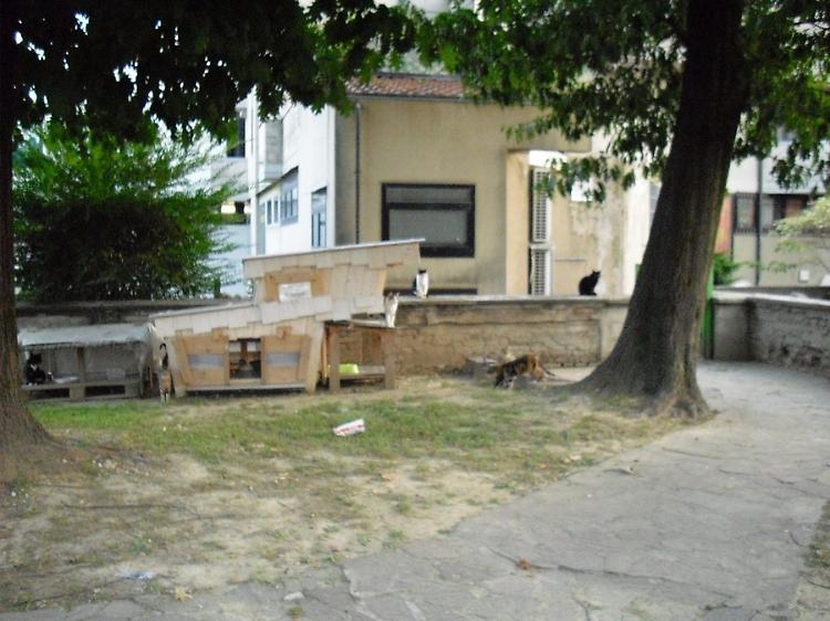 La colonia felina a Bagnolo Cremasco