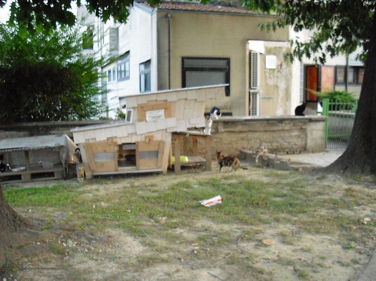 La colonia felina a Bagnolo Cremasco