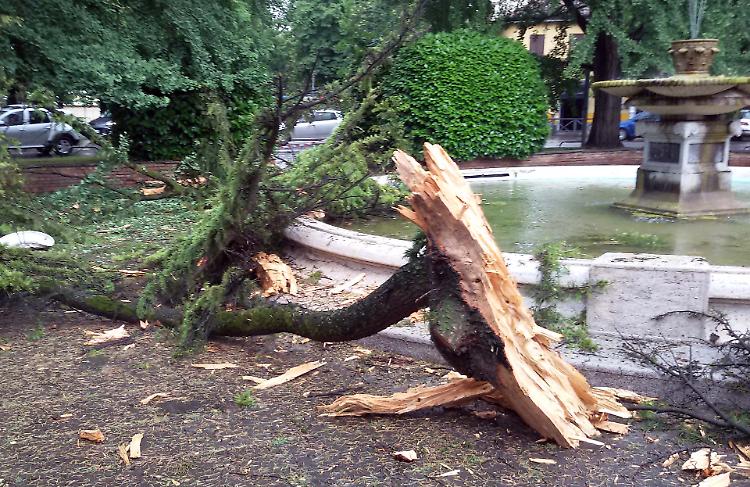 fulmine su albero crema