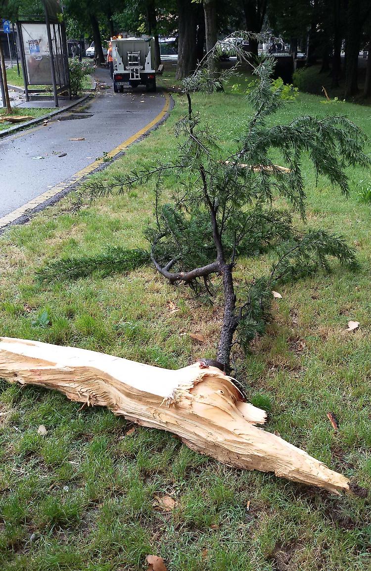 fulmine su albero crema