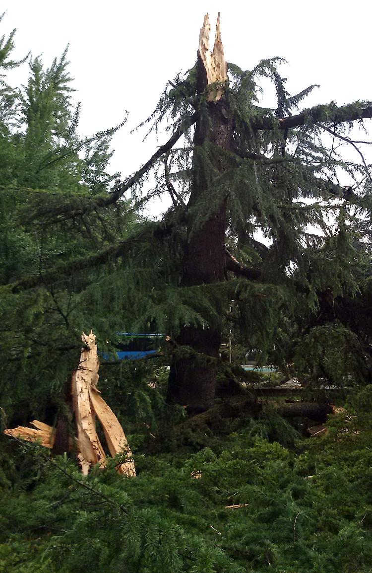 fulmine su albero crema
