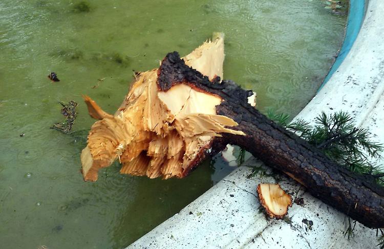 fulmine su albero crema