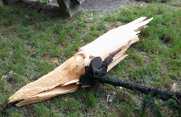 fulmine su albero crema