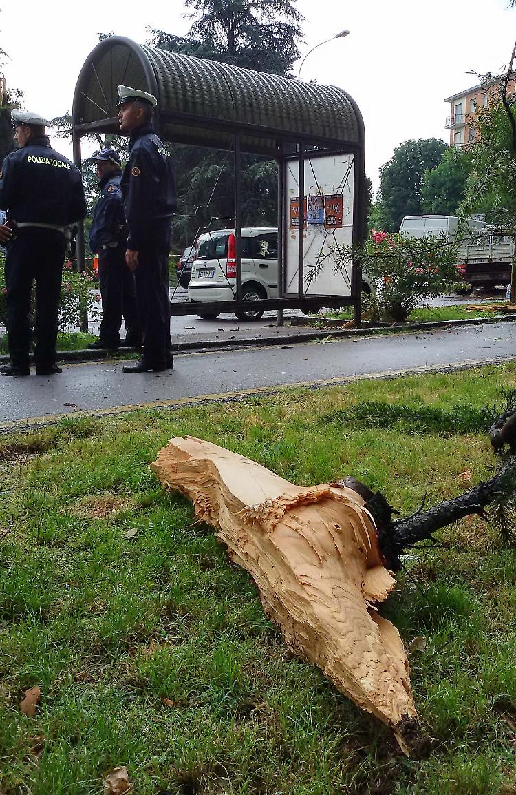 fulmine su albero crema
