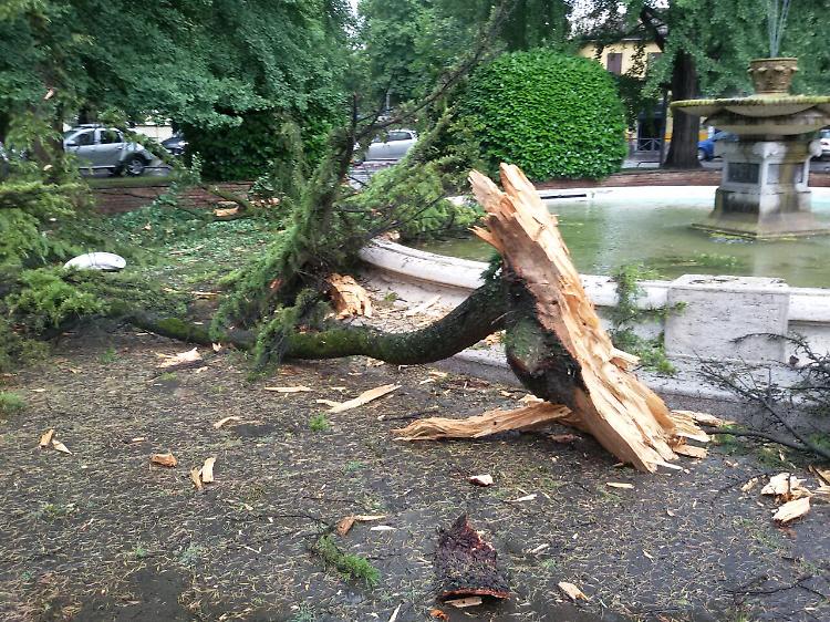 fulmine su albero crema