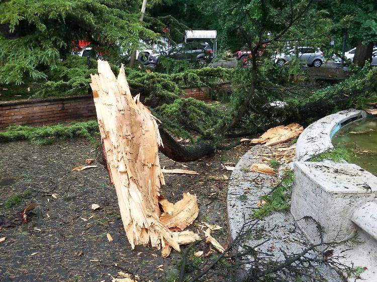 fulmine su albero crema