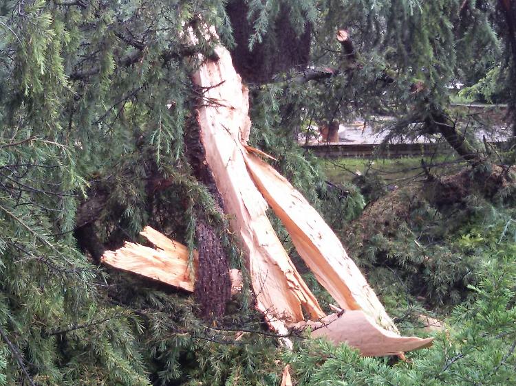fulmine su albero crema