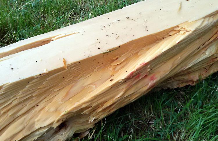 fulmine su albero crema