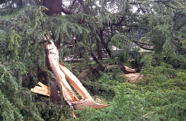fulmine su albero crema
