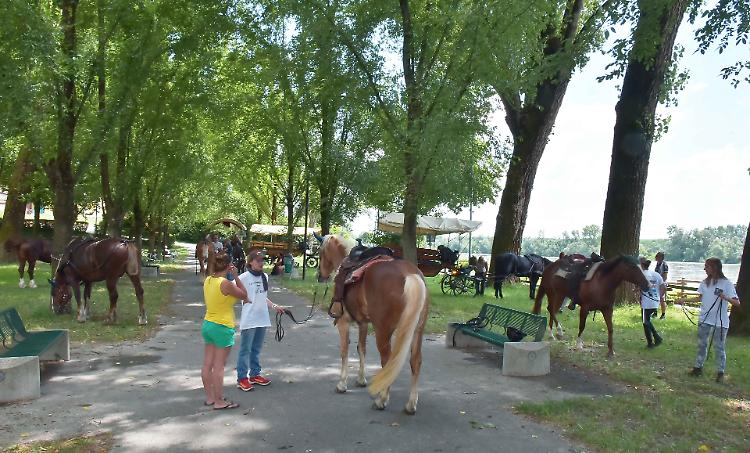 progetto equus
