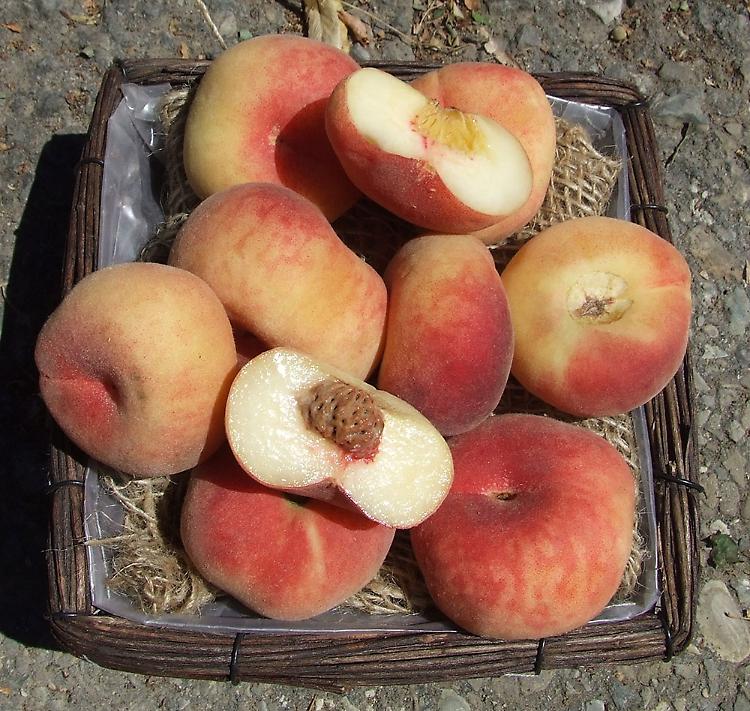 Gli antichi sapori dei frutti dimenticati