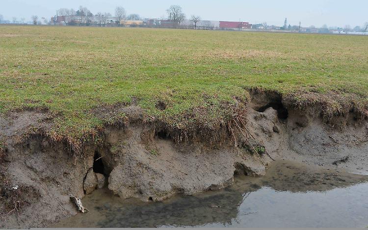 Le nutrie
imperversano,
scatta
l'emergenza
