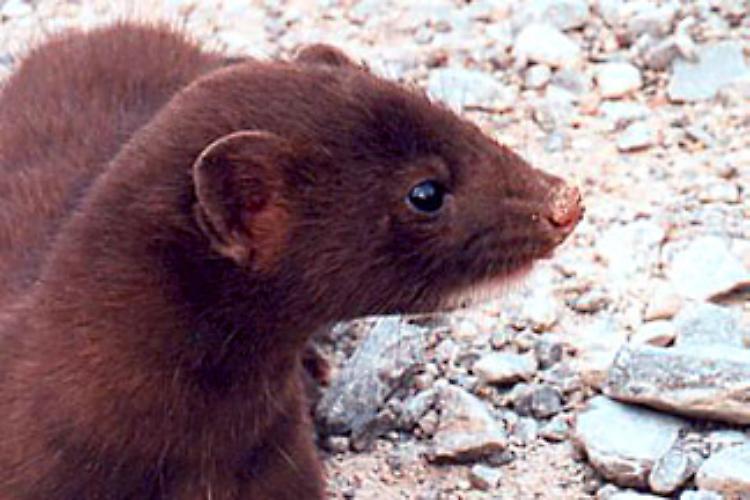 ‘Morire per una pelliccia’
Un filmato e una petizione