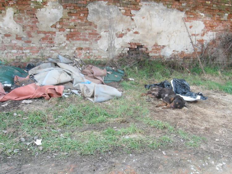 Carcassa di rottweiler abbandonata in un sacco
