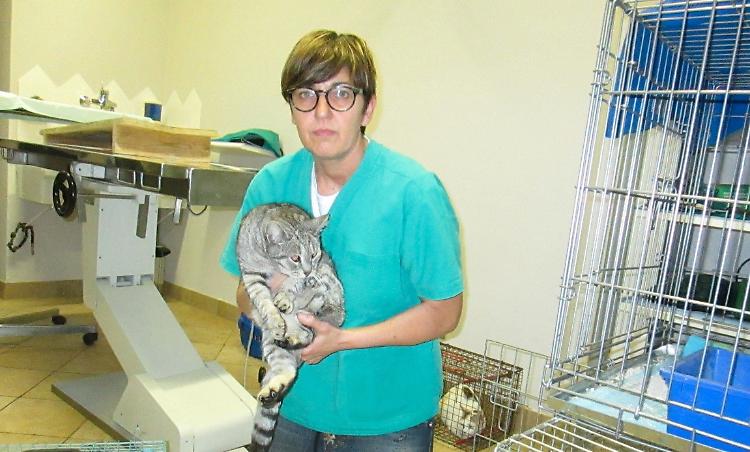Gatti avvelenati, la veterinaria denuncia