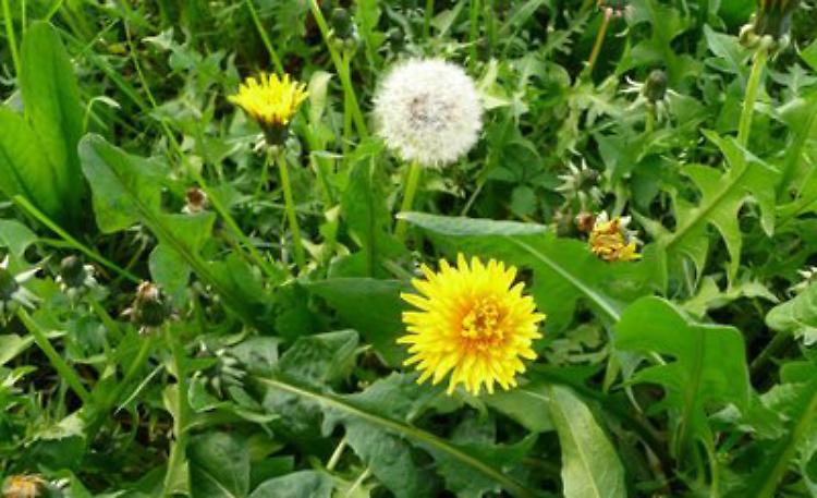 Erbe spontanee: erbacce buone da mangiare 
