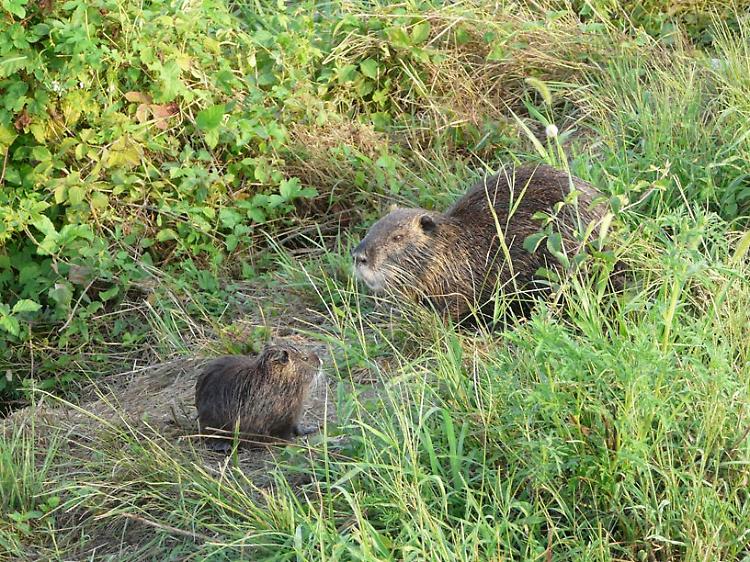 Nutrie, approvato il piano triennale per eradicazione 