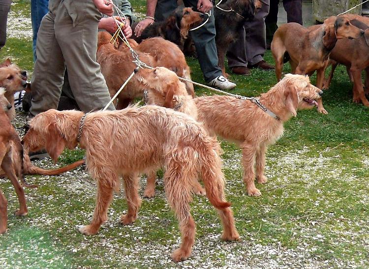 Tre cani avvelenati