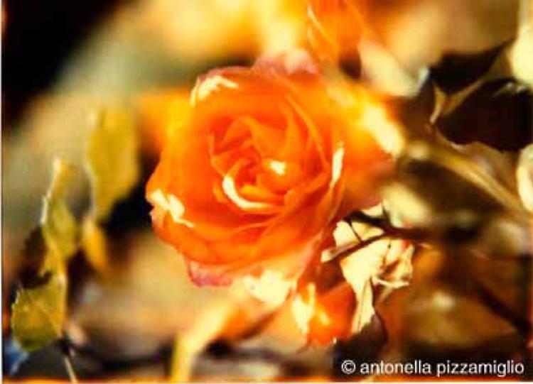 ‘3 fff’ Gioie, emozioni, istanti in foto
