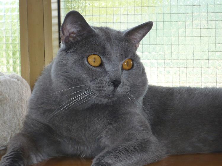 Un altro gatto avvelenato, il quinto in due settimane