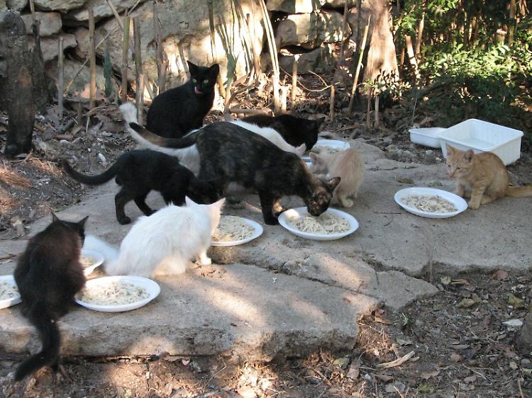 Città invasa da 500 gatti randagi
Gli animalisti: "Serve un gattile"