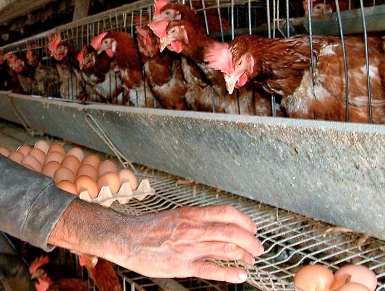 Mobilitati contro le galline, 'disagi e cattivi odori'
