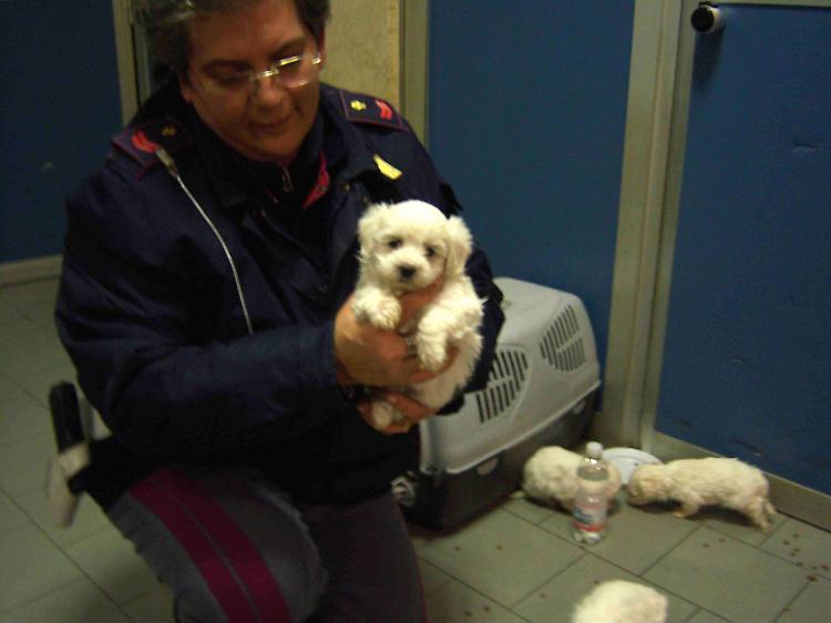 Una casa per i cuccioli di razza Maltese