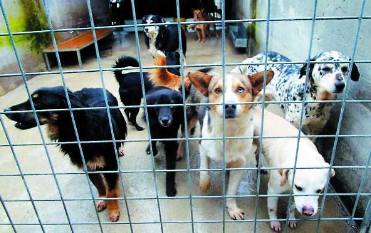 Senza microchip un cane su due
Sabato 'marchiatura' per tutti