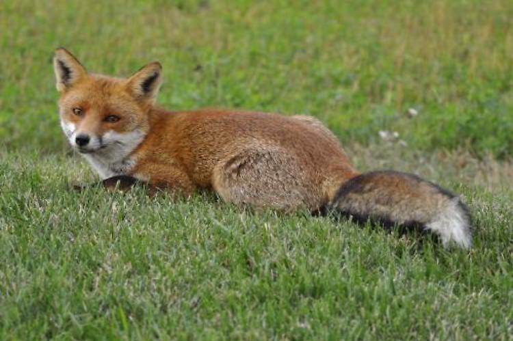 Caccia alla volpe in provincia Dove sta l’utilità ecologica?