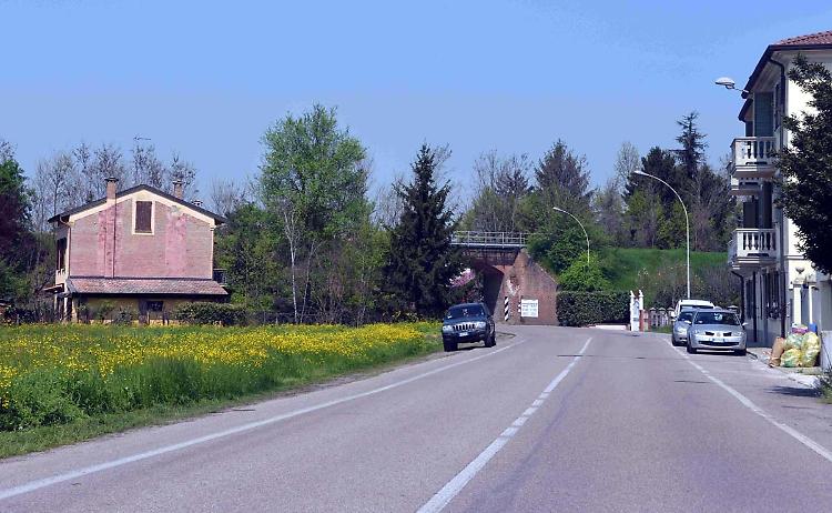"Due olmi secolari tagliati in via Porzio"