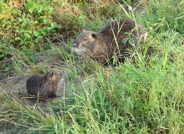 Nutrie, Piloni (Pd): Regione Lombardia renda noti i dati aggiornati e stanzi più risorse