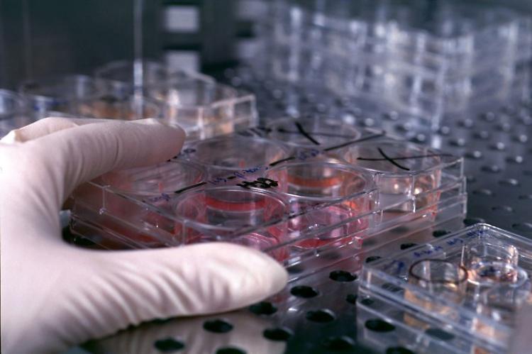 'Chi dice la verità sulle cellule staminali?'