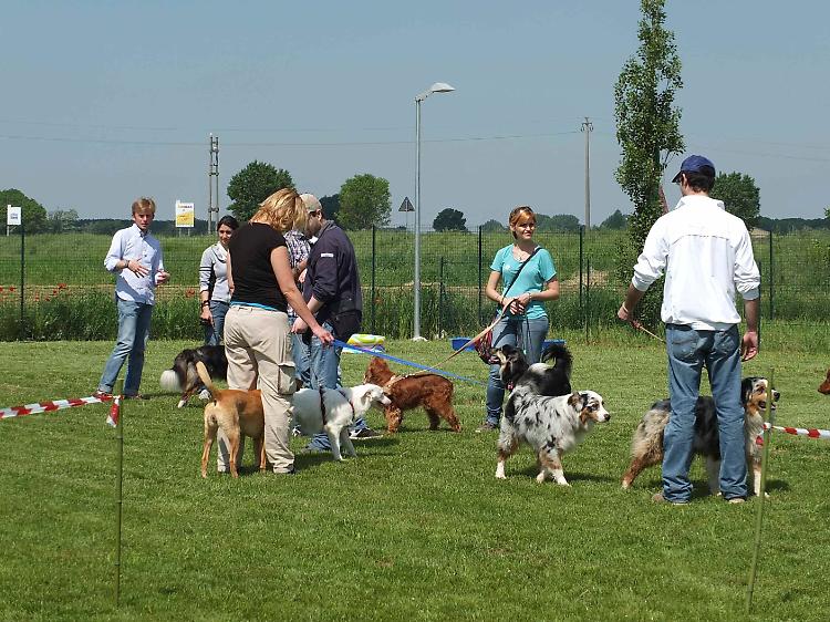 Australian Shepherd e stage di 'Disc dog'
