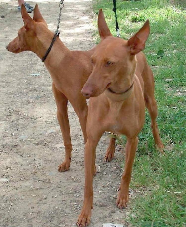 Cani al guinzaglio