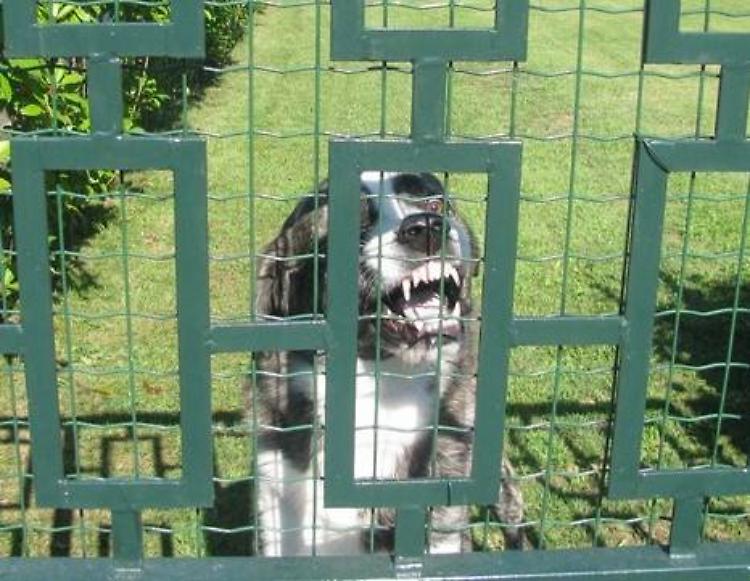 Donna morsa da un cane da caccia, 30 punti di sutura