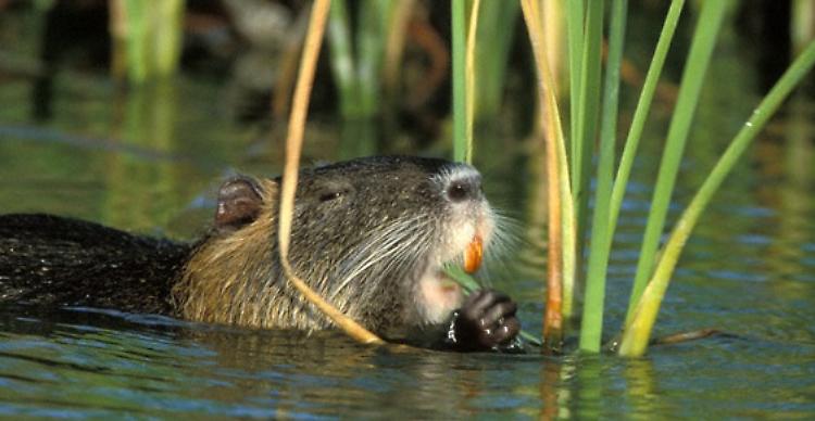 Nutria