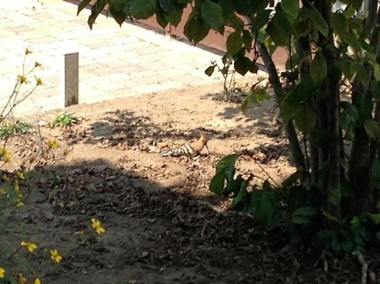 Un'upupa in via Gelsomino