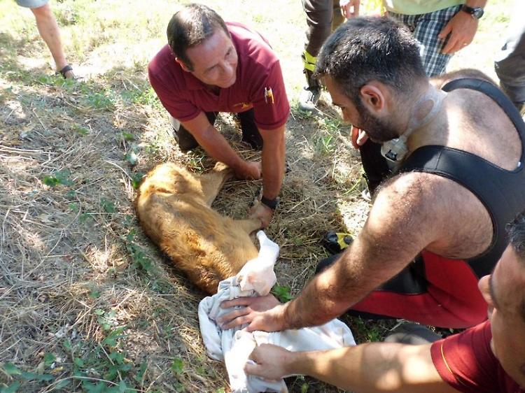 Capriolo finisce nel canale, salvato dai pompieri