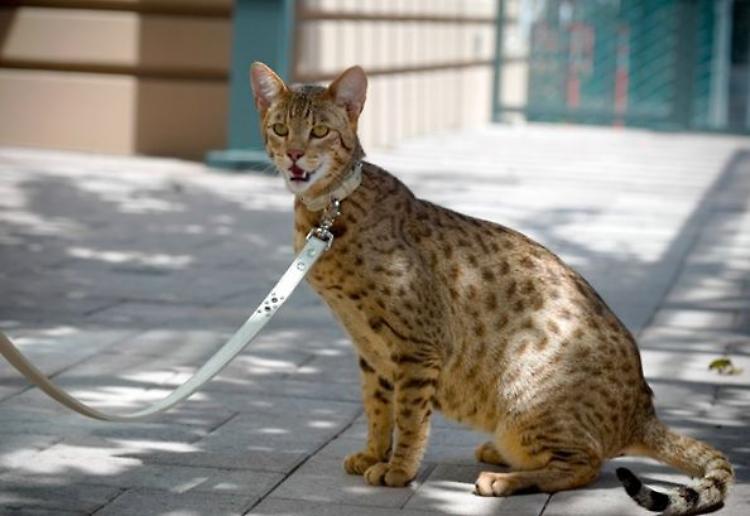 Puma a Soresina, spunta l'ipotesi Ashera, il supergatto frutto della genetica