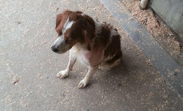 Due cani avvelenati,
altri due ustionati