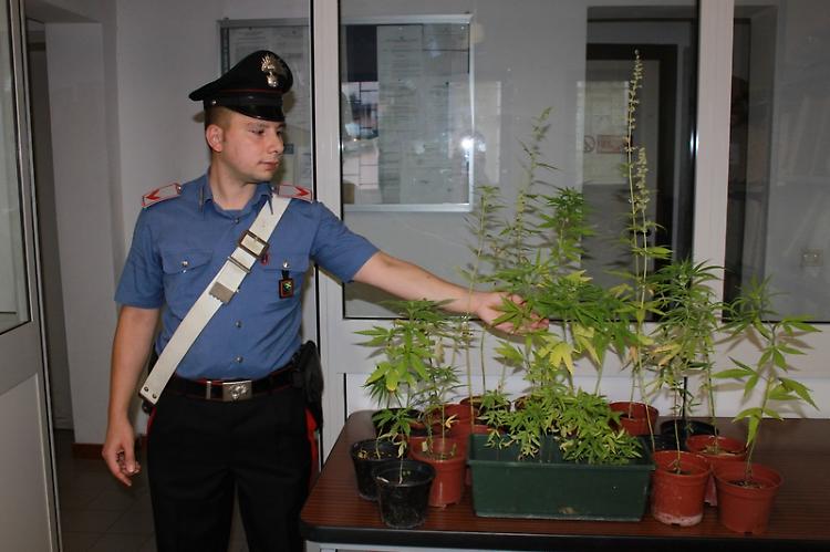 In giardino 42 piante di marijuana