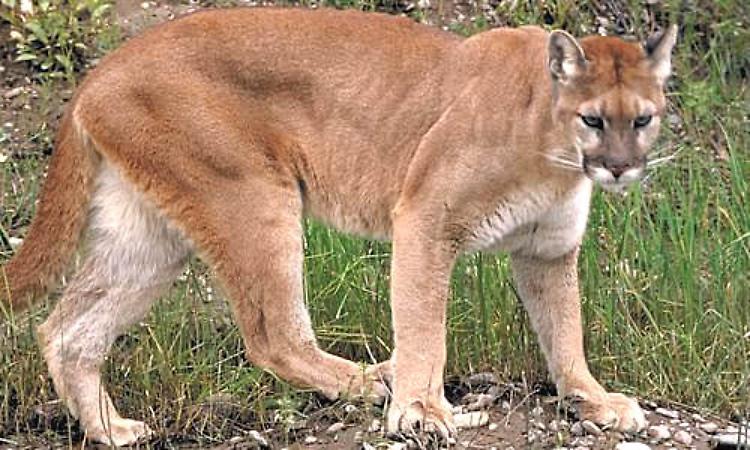 Per il puma incredibile dispiego di uomini e mezzi