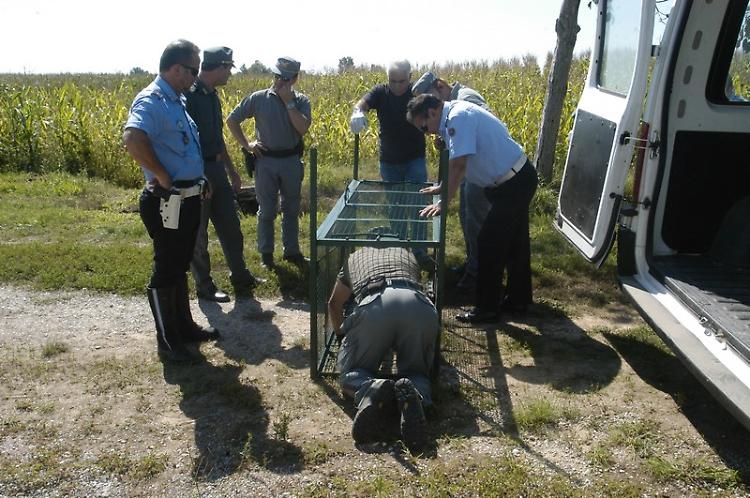 Rimosse le trappole per il puma, monta la polemica